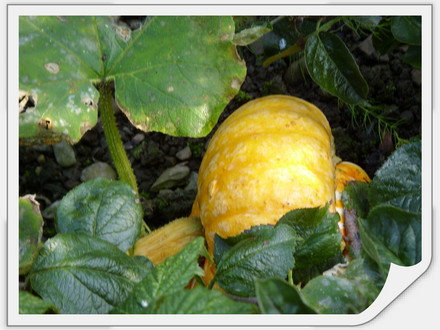 A garden flower photo