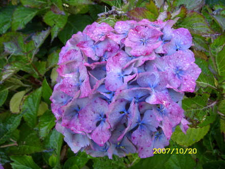 A garden flower photo