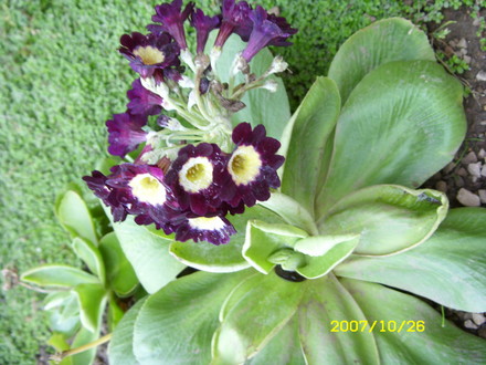 A garden flower photo