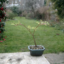 tiny maple 