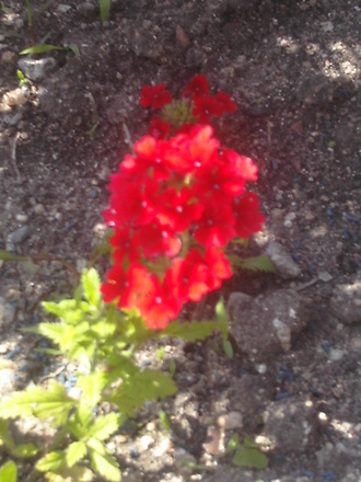 verbena (Verbena canadensis)