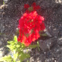 Verbena_x_hybrida__showtime_