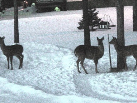 Three deer