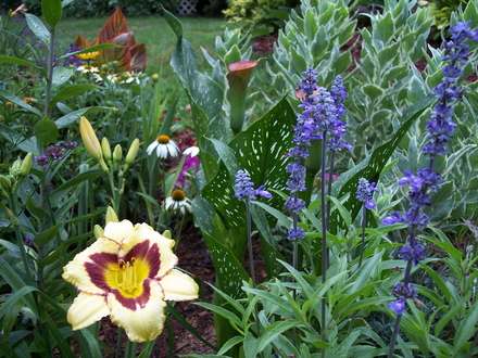 A garden flower photo