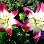 Yard_pictures_153