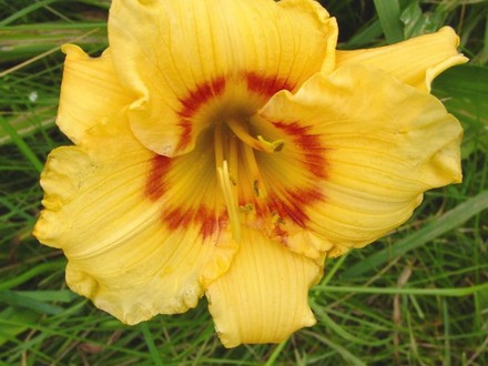lily