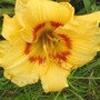 lily