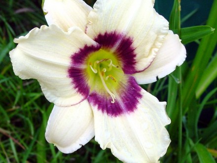Lily