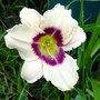 Lily