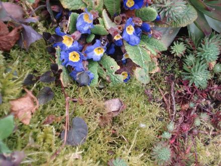 PRIMROSE