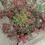 Red_vines