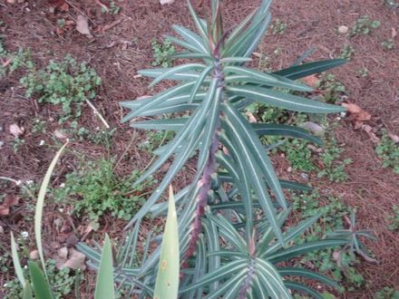 TROPICAL LOOKING PLANT
