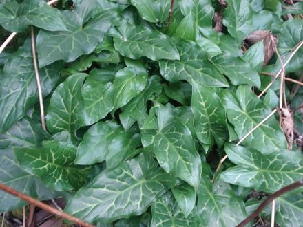 TIGHT LEAF BUSH