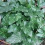 Tight_leaf