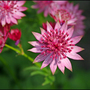 Flowers-2