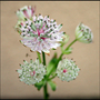 Flowers-1b
