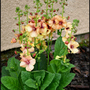 Flowers-7