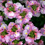 My Garden 2007 5