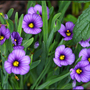 My Garden 2007 6