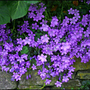 Flowers-11