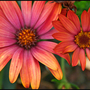Flowers-17
