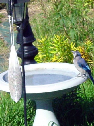 Bluejay at Bird Bath