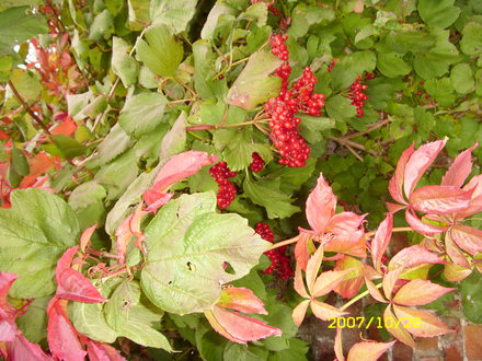 guelder rose? sorry its the wrong way up!