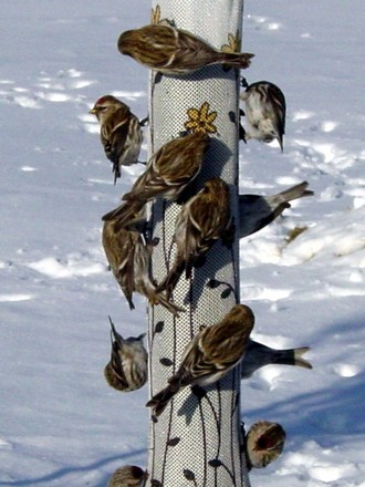 Finches