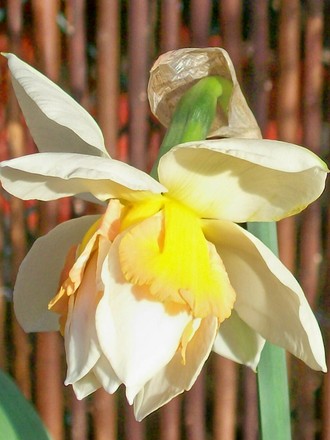 11_3_7.jpg (narcissus replete)
