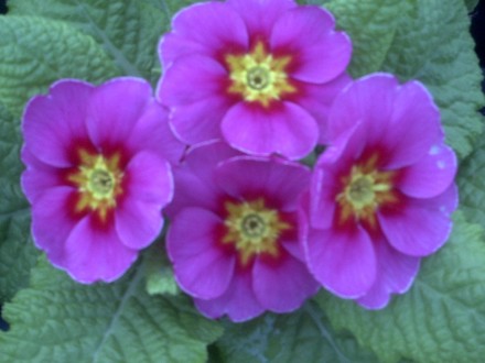 Polyanthus