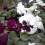 Pict0024