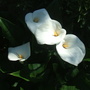 Garden_june_2007_004