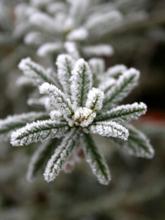 first frost (ceanothus - variety unknown)
