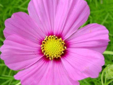 Cosmos