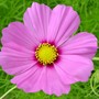 Yard_pictures_066
