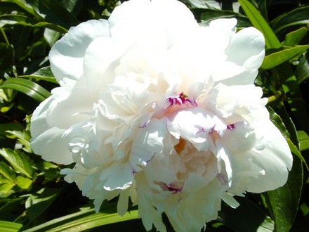 White peony