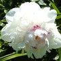 White peony