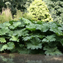 temple noewsome house in leeds (gunnera)