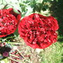 Red Poppies