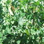 Mangetout are growing