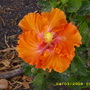 A garden flower photo
