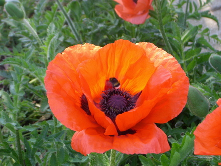Thames Barrier Park June 2007 (Papaver orientale)