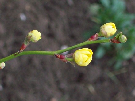 Flower Buds Opening2!!!