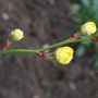 Flower Buds Opening2!!!