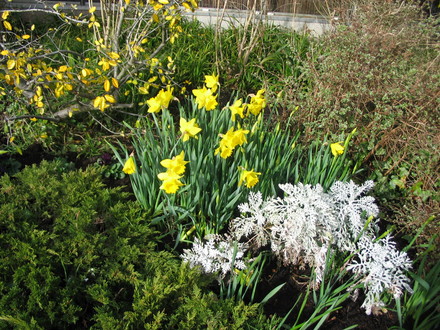 Spring sunshine