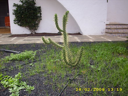 OPUNTIA  SUBULATA