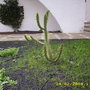 OPUNTIA  SUBULATA