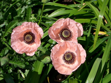Thames Barrier Park June 2007 (Papaver orientale)