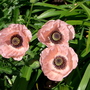 Thames Barrier Park June 2007 (Papaver orientale)