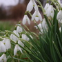 Snow drops